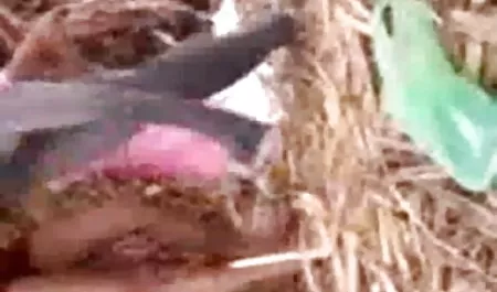 आसा अकीरा सेक्सी फुल सेक्सी सेक्सी और टेलर प्रेमी बिल्ली की तरह चमकते हैं